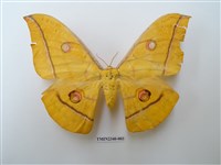 藏品(大透目天蠶蛾)的圖片